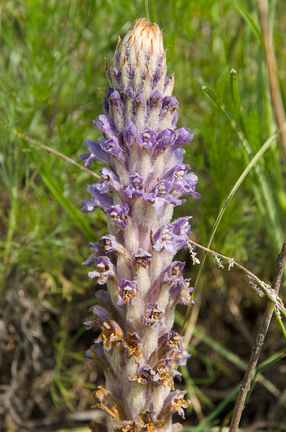 Image of genus Orobanche specimen.