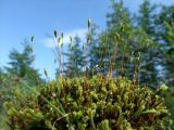 Paludella squarrosa. Гаметофиты и спорогоны. Магаданская обл., окр. г. Магадан, басс. р. Балахапчан, заболоченный участок на склоне сопки. 28.07.2025.