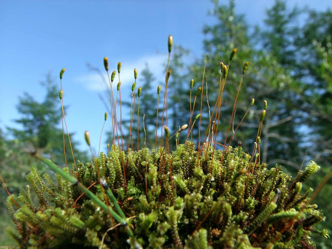 Image of Paludella squarrosa specimen.