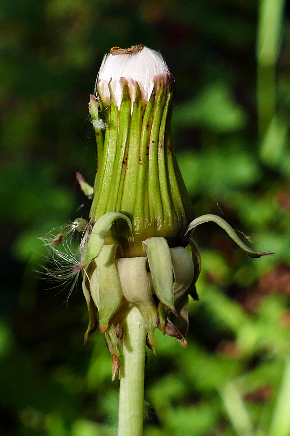 Изображение особи Taraxacum distantilobum.