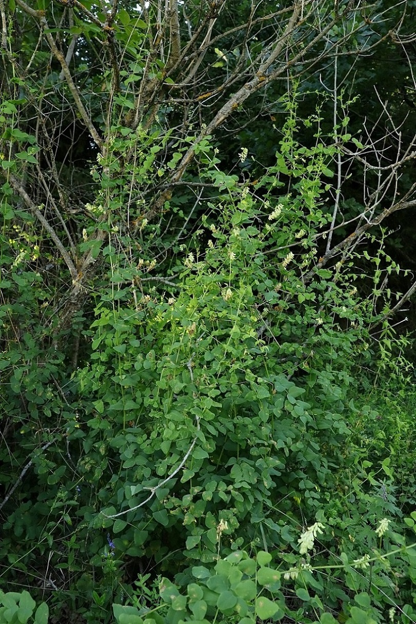 Изображение особи Vicia pisiformis.