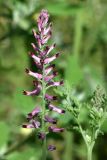 Fumaria officinalis. Верхушка побега с соцветием. Татарстан, г. Казань, Авиастроительный р-н, садовый участок, самосев. 04.07.2026.