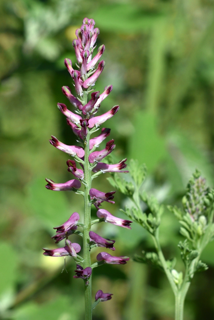 Image of Fumaria officinalis specimen.