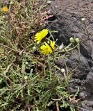 Tolpis succulenta. Верхушки побегов с распустившимися, нераспустившимися соцветиями и соплодием. Португалия, о-в Мадейра, мыс Сан-Лоренцо, каменистый склон. 12.06.2026.