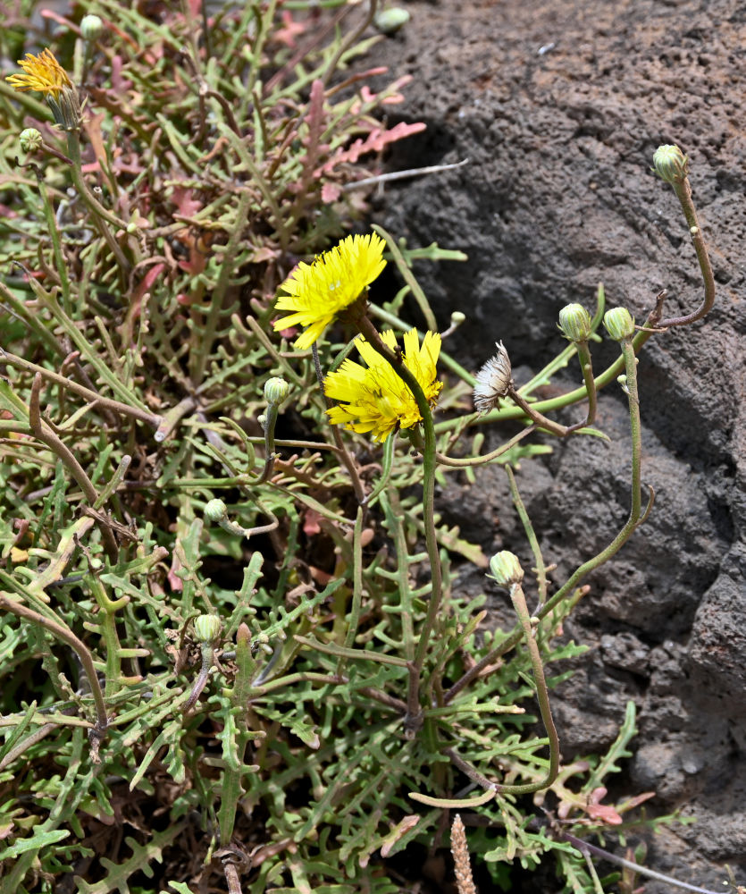 Image of Tolpis succulenta specimen.