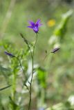 Campanula patula