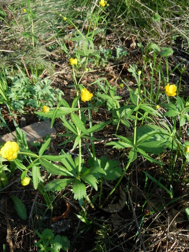 Изображение особи род Ranunculus.