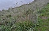 familia Poaceae. Растение с прошлогодними сухими соплодиями. Волгоградская обл., Дубовский р-н, Александровский грабен, использующийся под выпас степной склон. 11.04.2026.