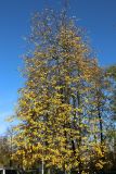Tilia cordata. Кроны взрослых деревьев с листвой в осенней окраске в разгар листопада. Санкт-Петербург, Кировский р-н, декоративное озеленение. 14.10.2026.