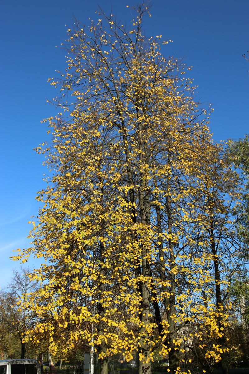 Image of Tilia cordata specimen.