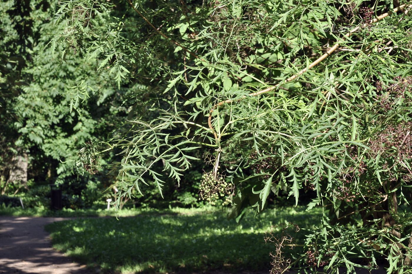 Image of Sambucus canadensis var. acutiloba specimen.