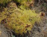 Paeonia tenuifolia