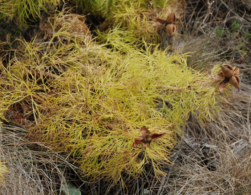 Image of Paeonia tenuifolia specimen.