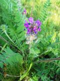 Oxytropis campanulata. Цветущее растение. Новосибирская обл., Искитимский р-н, пгт Линёво, разнотравный луг. 30 мая 2011 г.