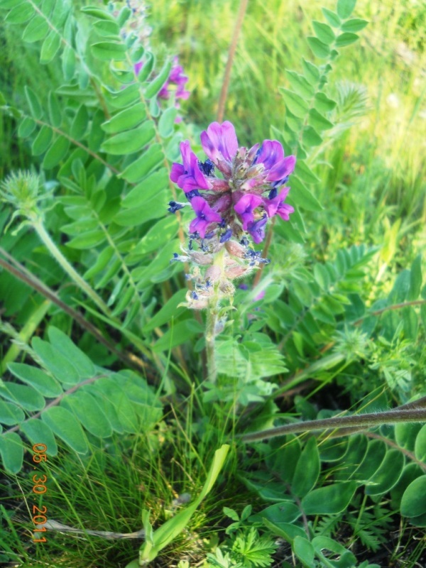 Изображение особи Oxytropis campanulata.