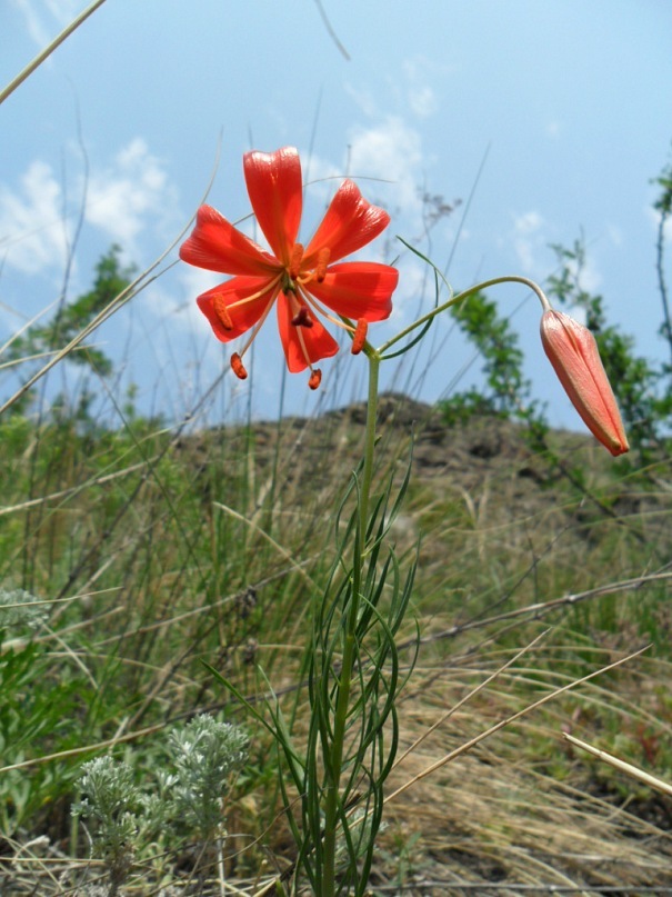 Изображение особи Lilium pumilum.