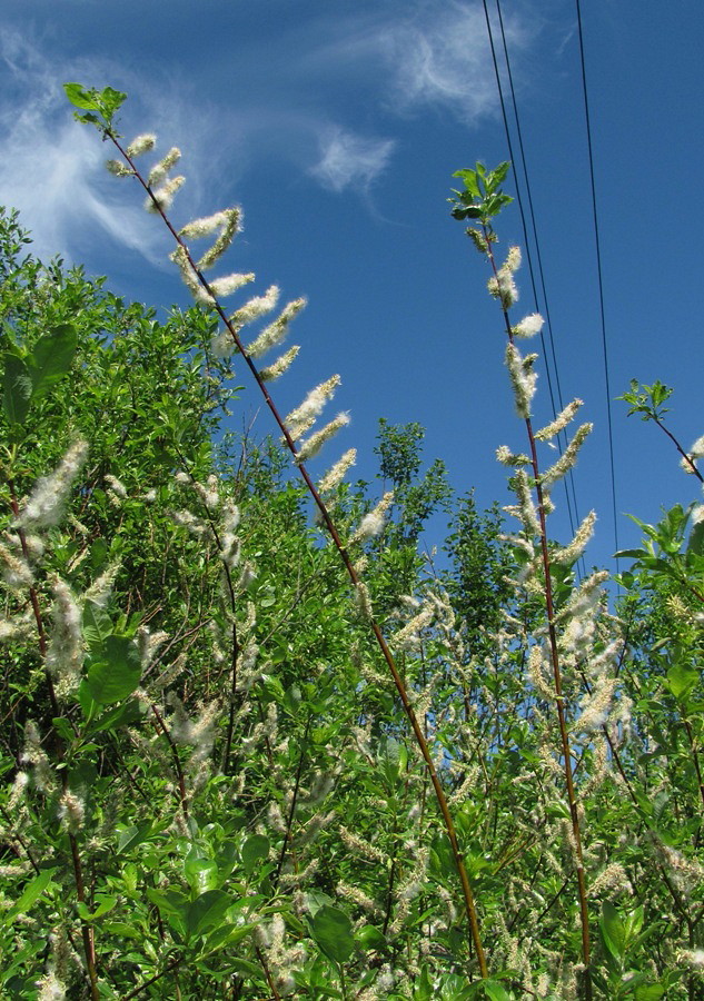 Изображение особи Salix phylicifolia.