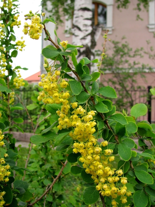 Image of Berberis vulgaris specimen.