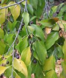 Celtis australis