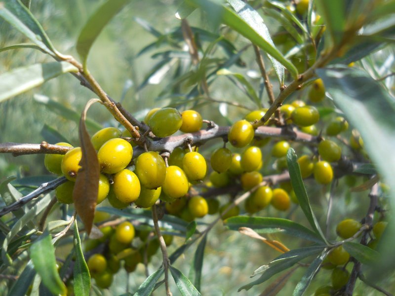 Изображение особи Hippophae rhamnoides.