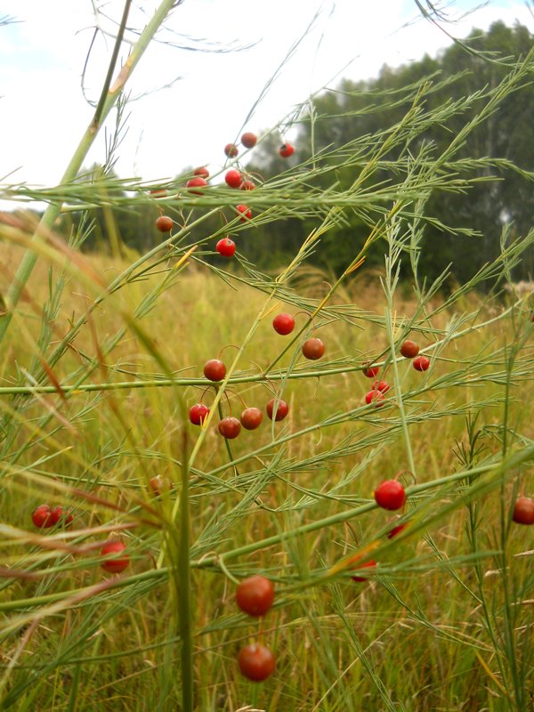 Image of Asparagus officinalis specimen.