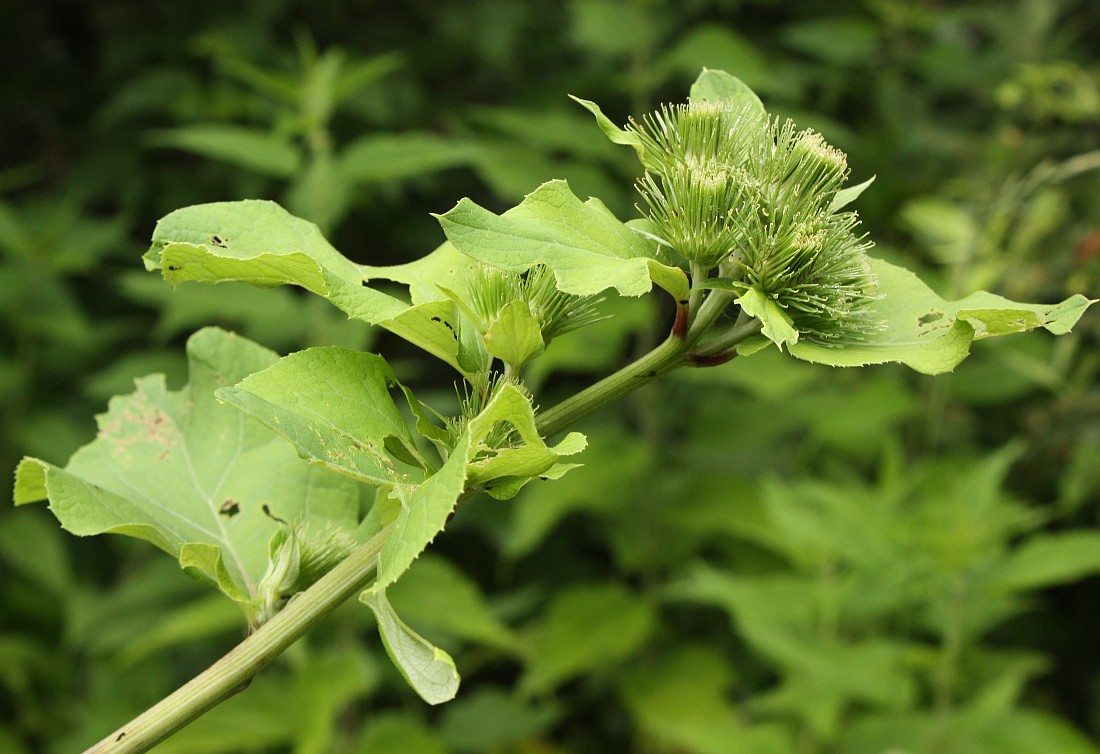 Изображение особи Arctium lappa.