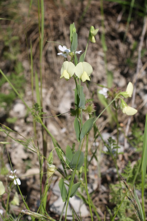 Изображение особи Lathyrus aphaca.