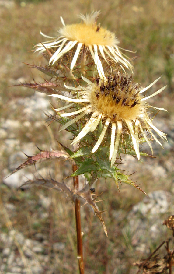 Изображение особи Carlina vulgaris.