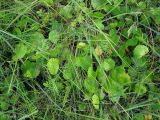 Hydrocotyle vulgaris