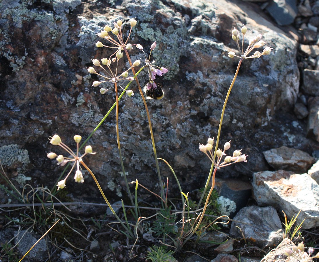 Изображение особи Allium rubens.