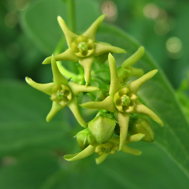 Изображение особи Vincetoxicum flavum.