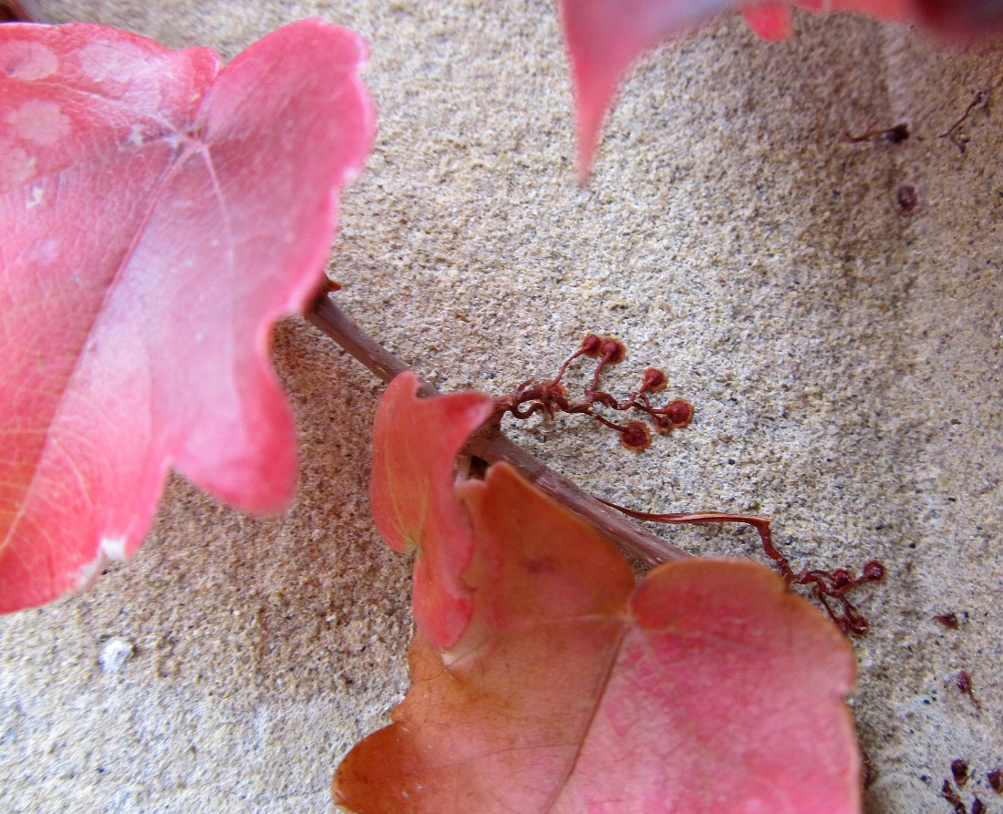 Image of Parthenocissus tricuspidata specimen.