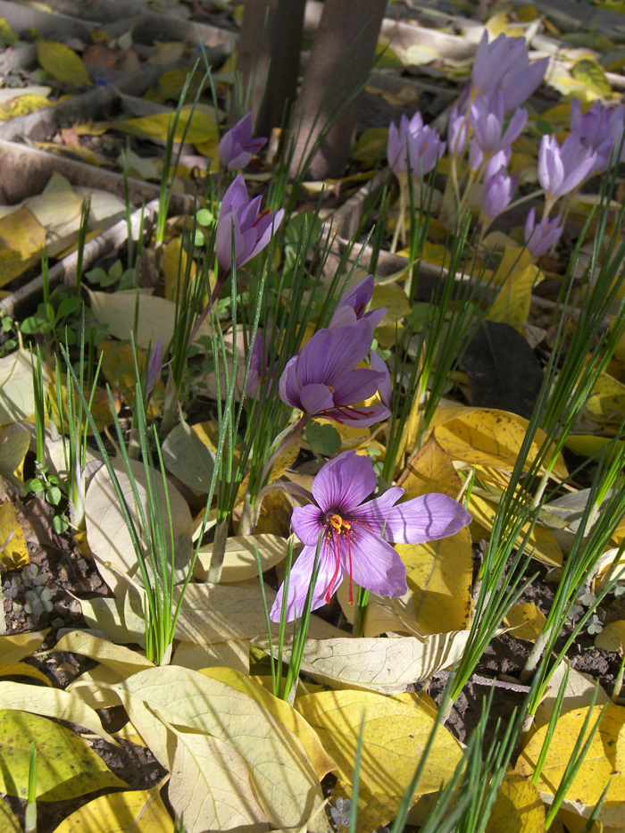 Image of Crocus sativus specimen.