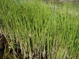 Equisetum fluviatile. Заросли у берега реки. Курская обл., г. Железногорск, мкрн. Заречье, правобережье р. Погарщины. 18 мая 2007 г.