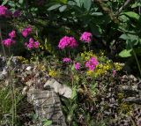 Silene compacta