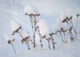 Изображение особи. Автор - Лена Глазунова