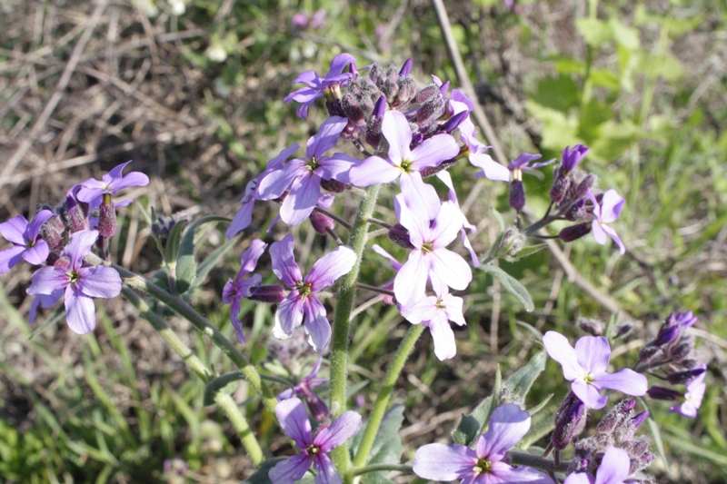 Изображение особи Hesperis pseudocinerea.