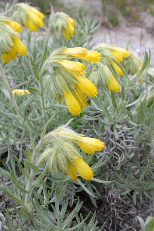 Image of Onosma polyphylla specimen.