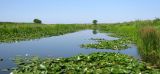 Nymphaea alba. Заросли цветущих растений в речной протоке. Астраханская обл., Камызякский р-н, протока р. Старая Волга. 29.08.2009.