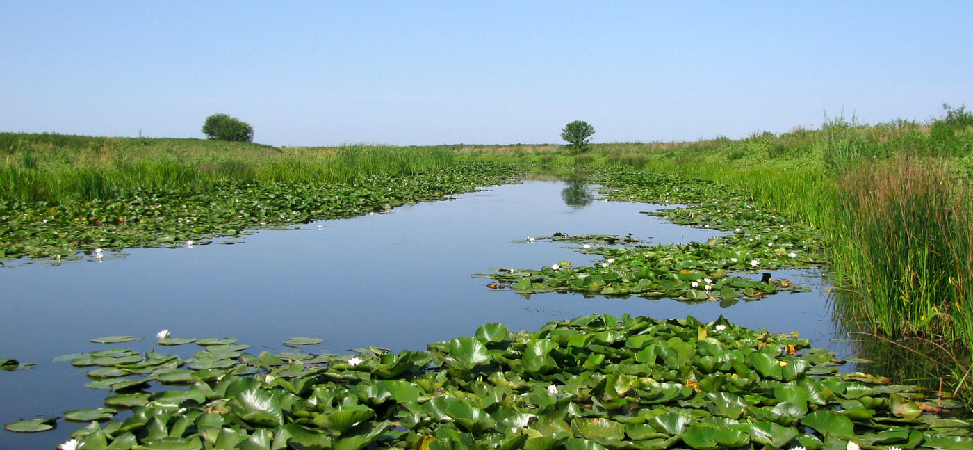 Изображение особи Nymphaea alba.