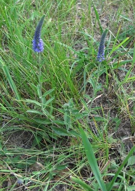 Image of Veronica spicata specimen.