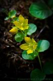 Lysimachia nummularia. Побег с цветками. Московская обл., Ульяновский лесопарк. 26.06.2007.