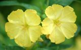 Mirabilis jalapa