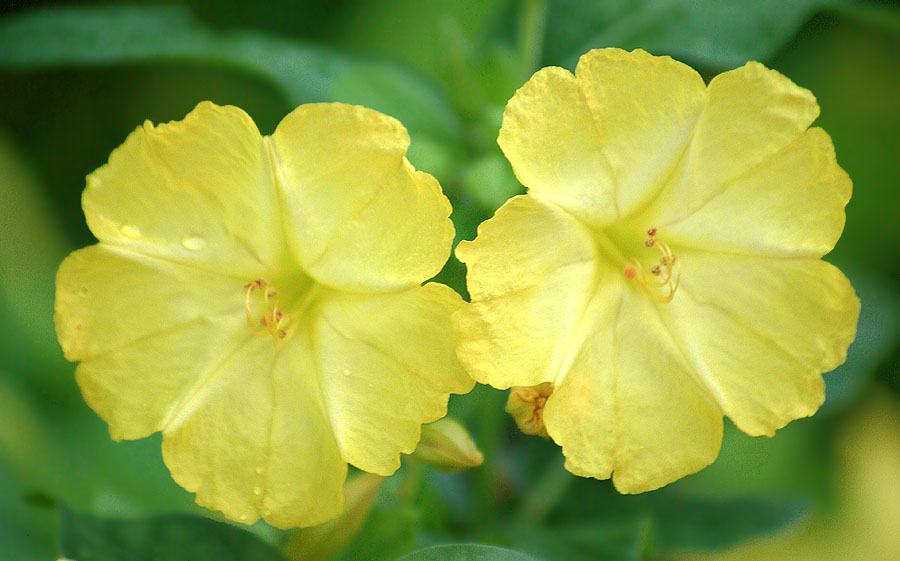 Изображение особи Mirabilis jalapa.