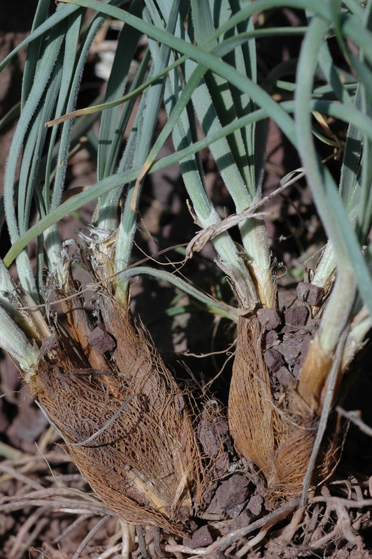 Image of Allium trachyscordum specimen.