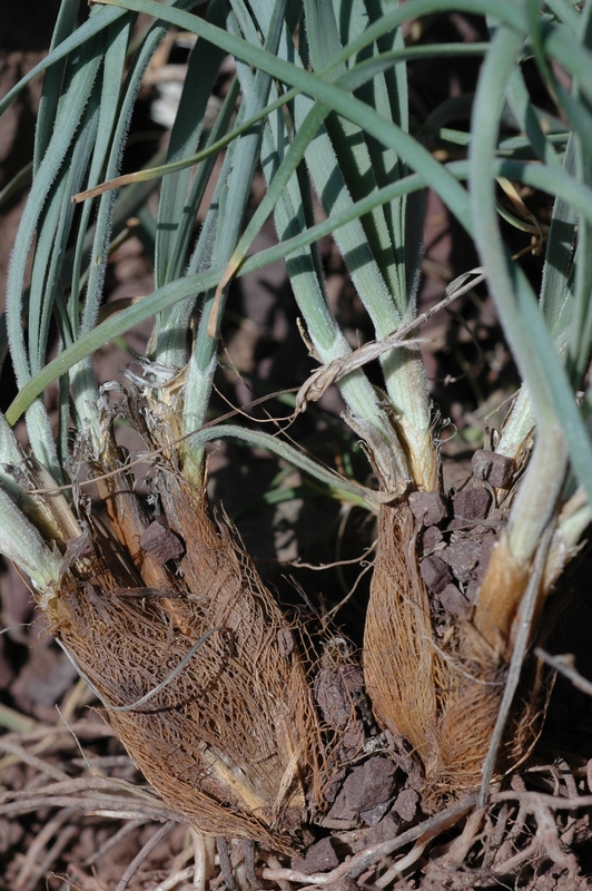 Изображение особи Allium trachyscordum.