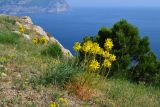 Asphodeline lutea