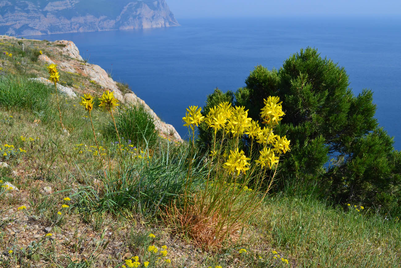 Изображение особи Asphodeline lutea.