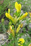Chamaecytisus ruthenicus. Верхушка побега с цветками. Крым, Симферополь, Марьино, степной склон. 9 мая 2012 г.