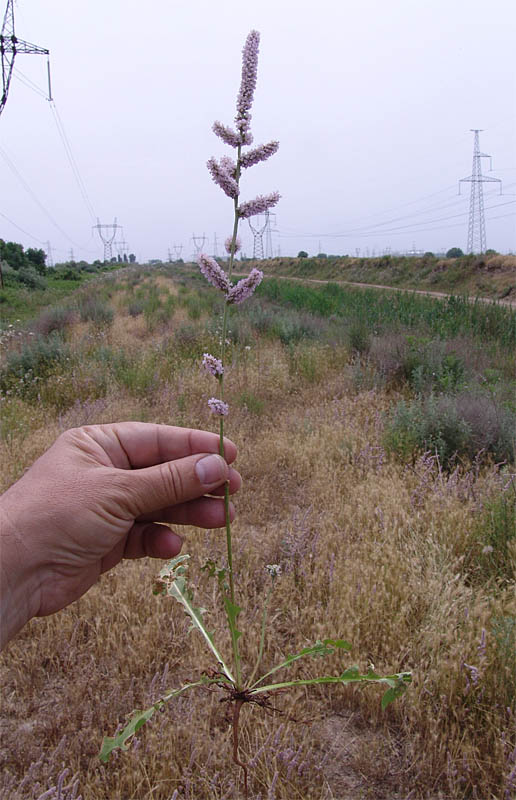 Изображение особи Psylliostachys spicata.